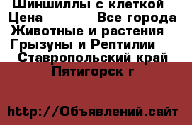 Шиншиллы с клеткой › Цена ­ 8 000 - Все города Животные и растения » Грызуны и Рептилии   . Ставропольский край,Пятигорск г.